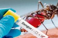 Mosquito transmisor del dengue, Aedes Aegypti